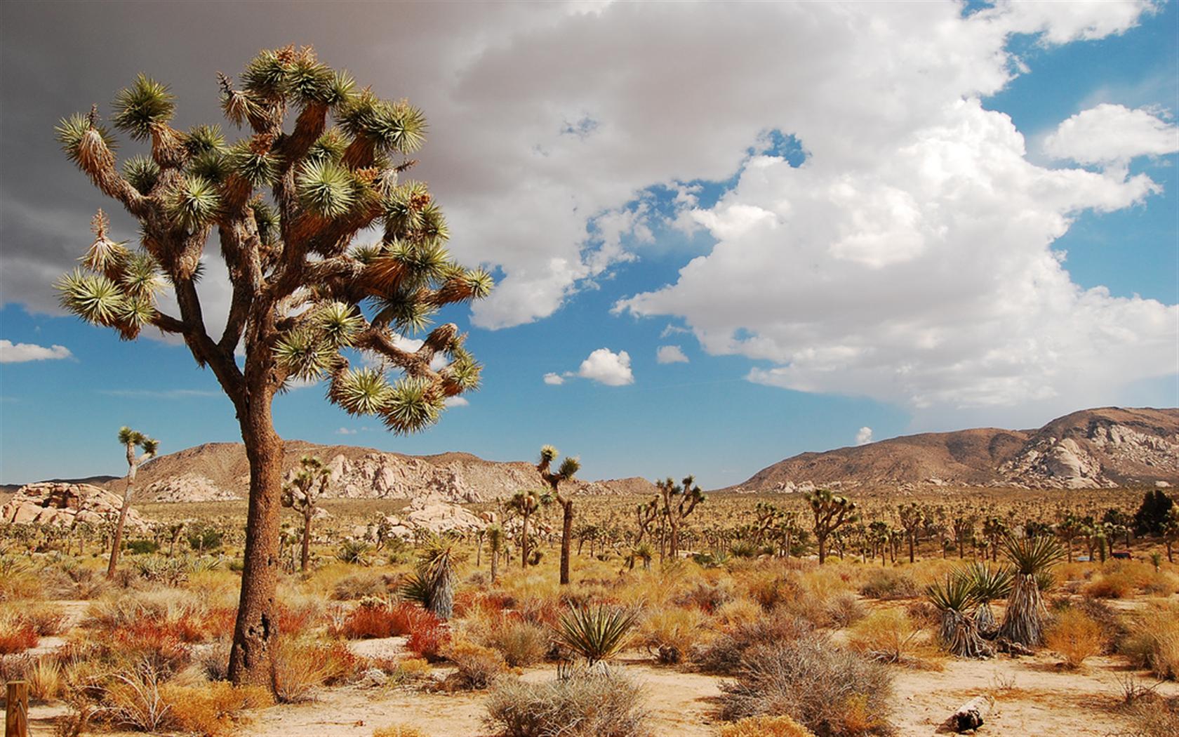 Jackalope ~ Joshua Desert Retreats